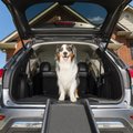PetSafe Happy Ride Foldable Dog Car Ramp