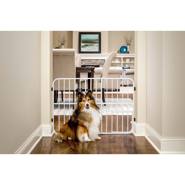 CARLSON PET PRODUCTS Mini Gate with Pet Door - Chewy.com