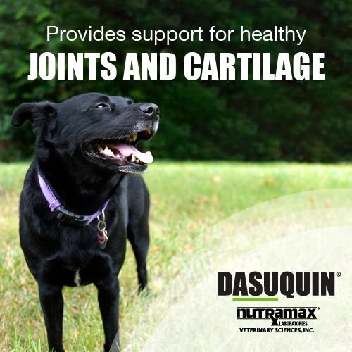 Nutramax Dasuquin Soft Chews Joint Health Large Dog