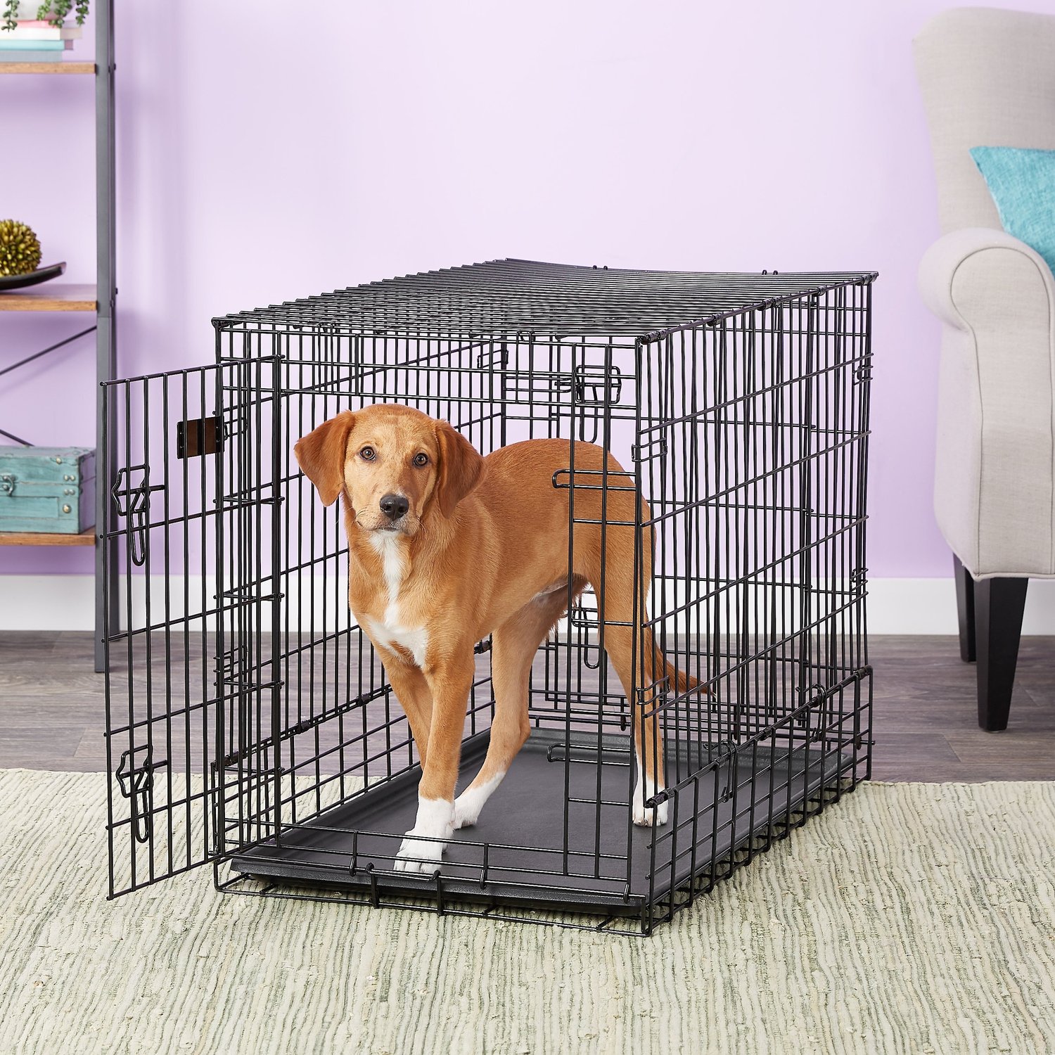 solutions dog crate