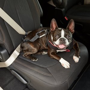 PetSafe Happy Ride Dog Seat Belt Tether