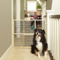 MyPet Extra Wide Wire Mesh Gate for Dogs & Cats