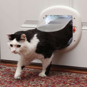 PetSafe 4-Way Locking Cat Door, Up to 25-lbs