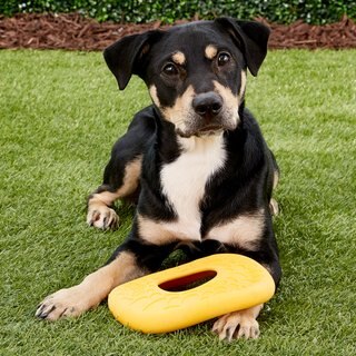 Dog Frisbee Free Shipping Tough Dog Toy West Paw Dash Dog Frisbee